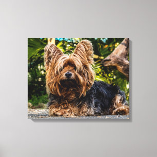 Arte de canvas de Yorkshire Terrier