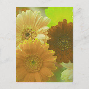 Arte de cartão postal da flor de gerbera amarela