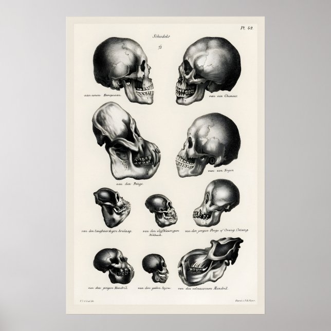 Arte de crânio anatômico vitoriano Impressão Human (Frente)