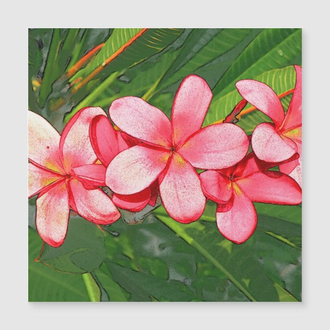 Arte de Frangipani Tropical Rosa (Frente)