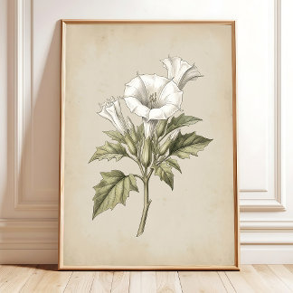 Arte de Impressão Botânica Datura Vintage