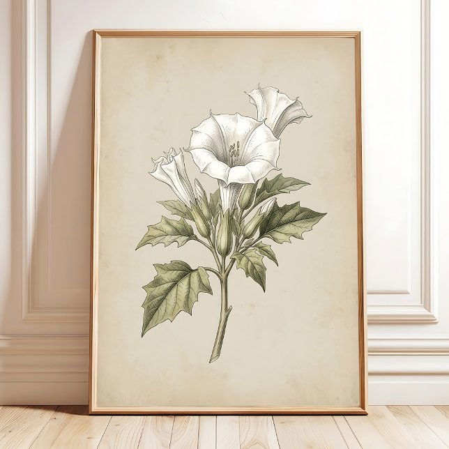 Arte de Impressão Botânica Datura Vintage (Criador carregado)
