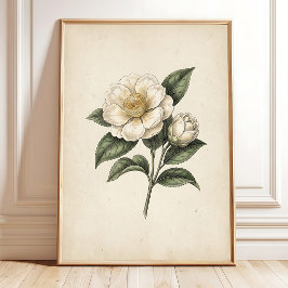 Arte de Impressão Botânica Vintage Flor de Chá