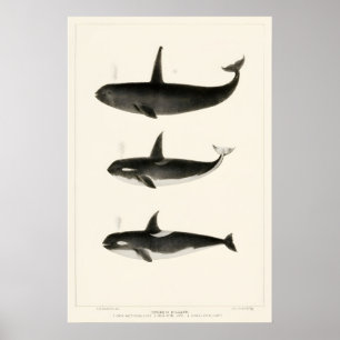 Arte de impressão de baleia Orca Vintage do século