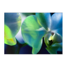 Arte de Parede Acrílica Orquídea Noturna