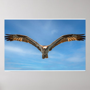 Arte de Parede Águia-Pescadora em Voo Poster de