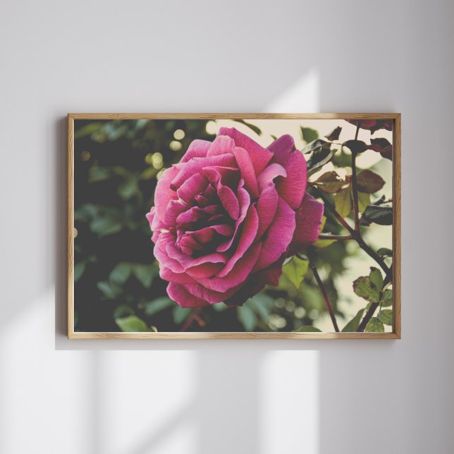Arte de Parede Botânica Rosa Impressão (Criador carregado)