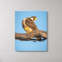 Arte de Parede Canvas Falcão | Impressão de Raptor