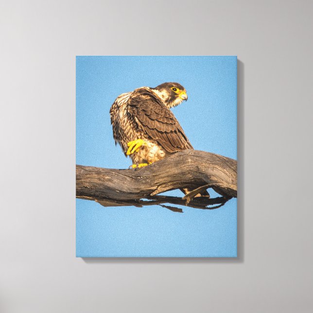 Arte de Parede Canvas Falcão | Impressão de Raptor (Frente)