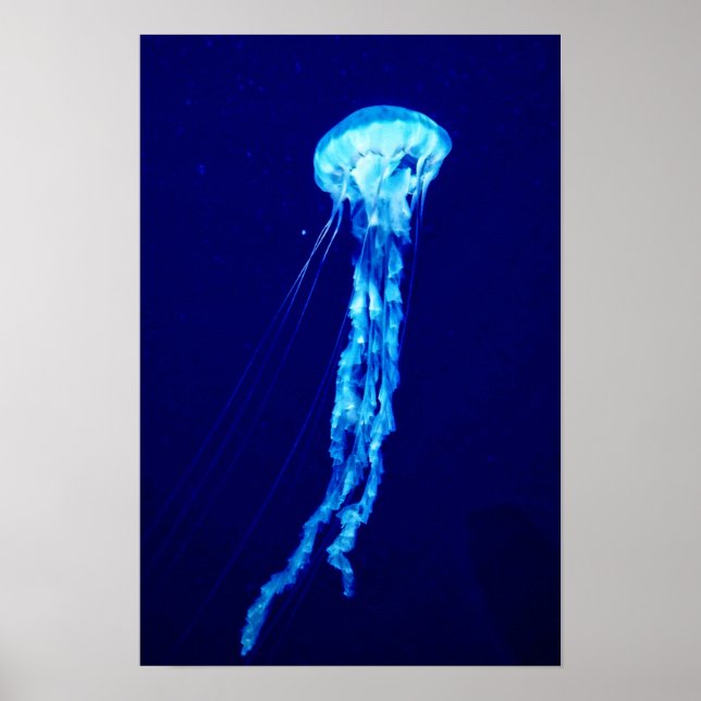 Arte de parede de águas-vivas pôster impressão (Frente)