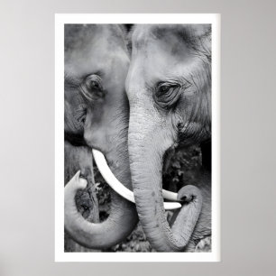 Arte de Parede de Elefante Impressão Close-Up Pret