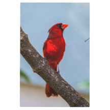 Arte de Parede de Metal 24 x 36 Cardinal