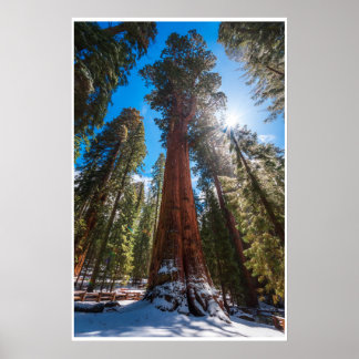 Arte de Parede General Sherman | Impressão de Flor