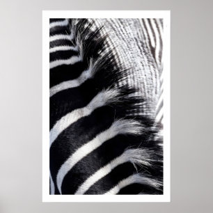 Arte de Parede Listras de Zebra Impressão de Anima