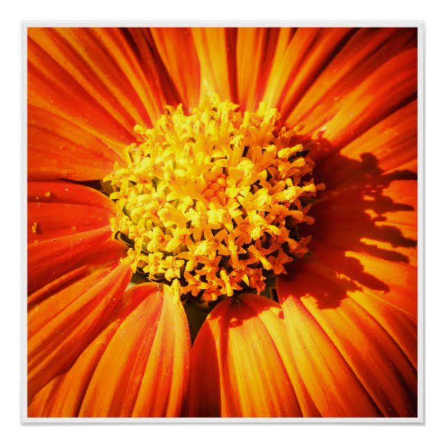 Arte de Parede Macro Flor de Laranja | Impressão F (Frente)