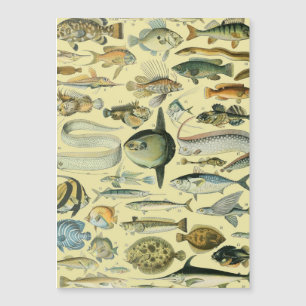 Arte De Pesca Científica Dos Peixes Vintage