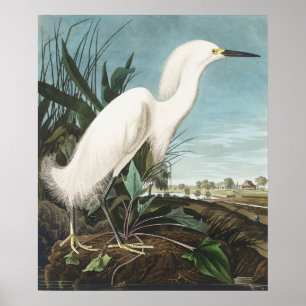 Arte de Poster de Pássaro Vintage - Egrete Branco