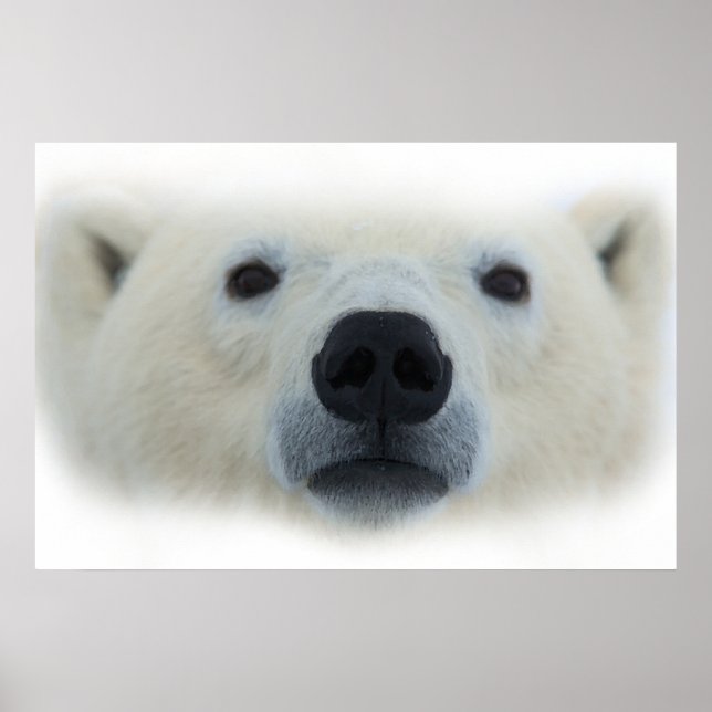 Arte Única de Urso Polar Poster Impressão (Frente)