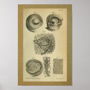 Artérias 1850 do olho do impressão da anatomia d