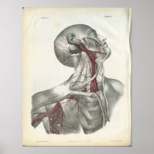 Artérias do impressão da anatomia da cabeça & d