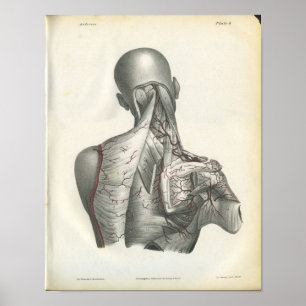 Artérias do impressão traseiro da anatomia
