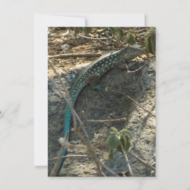 Aruban Whiptail Lizard Fotografia Animal Tropical (Frente)