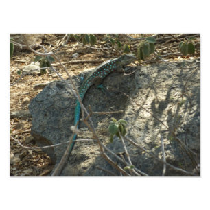 Aruban Whiptail Lizard Fotografia Animal Tropical