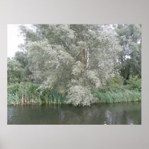 Árvore branca e Impressão de paisagem fluvial