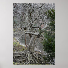 Árvore com Poster de Raízes