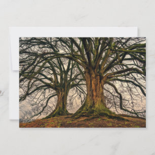 Árvore de Carvalho Antiga no inverno