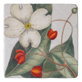 Árvore de Dogwood Flor Branco, Arte Vintage Flor B