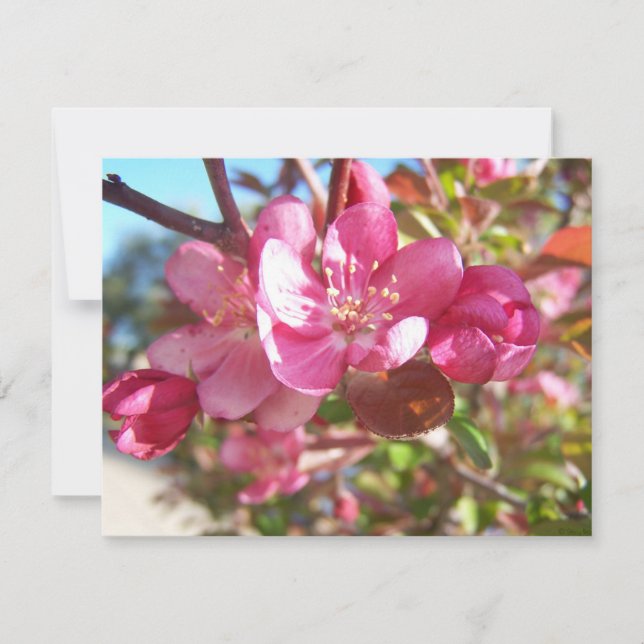 Árvore de Maçã de Caranguejo em Sangue (Frente)