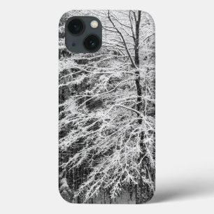 Árvore de Maple Delineada na Neve