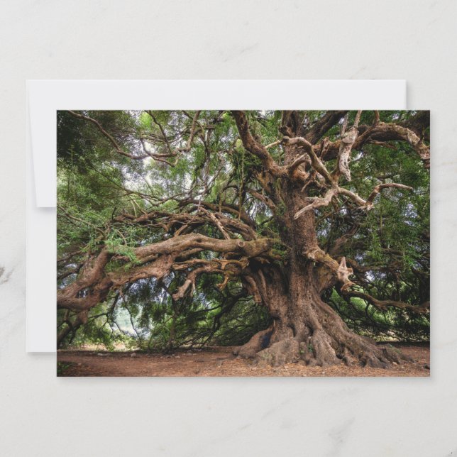 Árvore de Oliveiras Rústica (Frente)