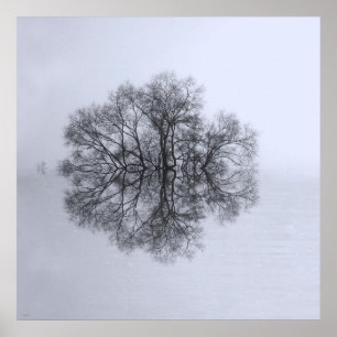 Árvore de Reflexão Poster