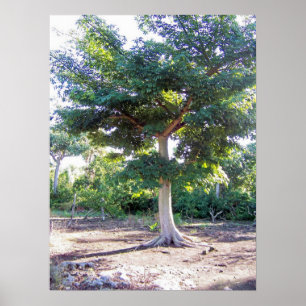 Árvore do impressão do Sabedoria-poster