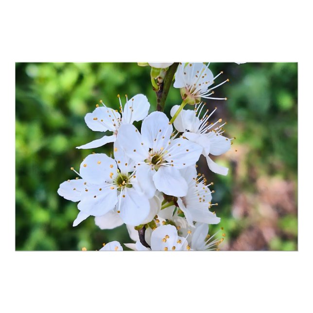 Árvore em Flor na Primavera Romênia – Fotografia d (Frente)