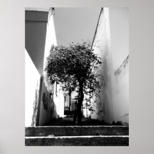 "Árvore poster da arte de JTG de Cape Town"