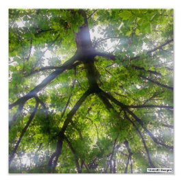 Árvores ao Sol (Ohio) - Impressão Fotográfica