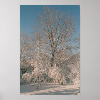 Árvores após a Poster de neve
