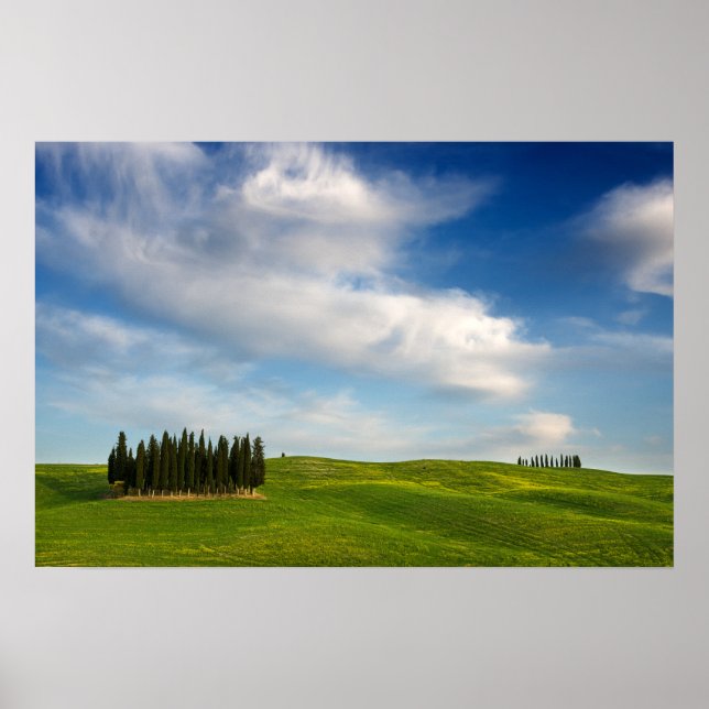 Árvores ciprestes na Toscana poster (Frente)