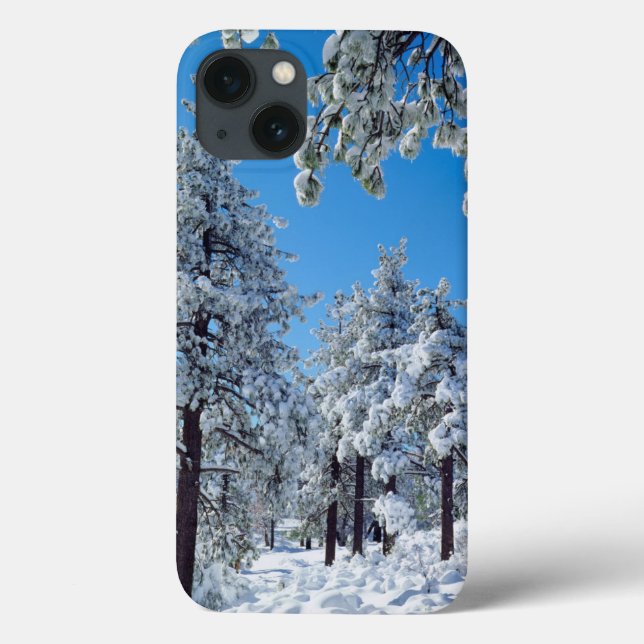 Árvores cobertas de neve nas montanhas de Laguna (Verso)