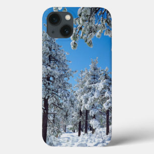 Árvores cobertas de neve nas montanhas de Laguna