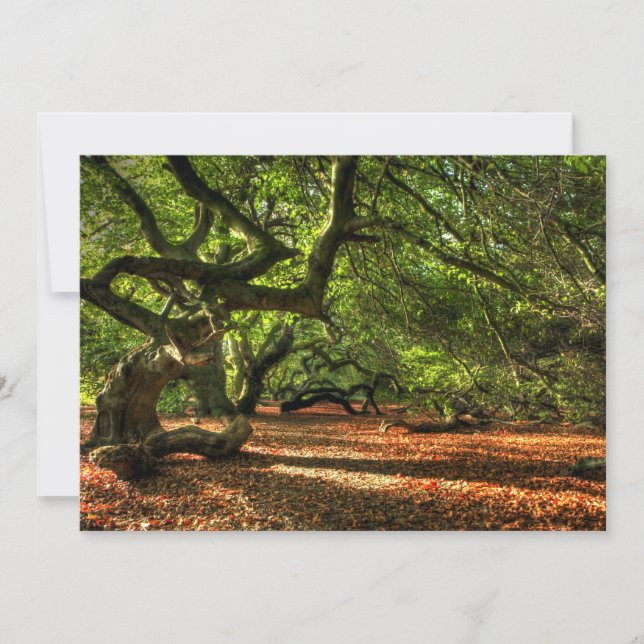 Árvores Cruzadas de Lavizara (Frente)