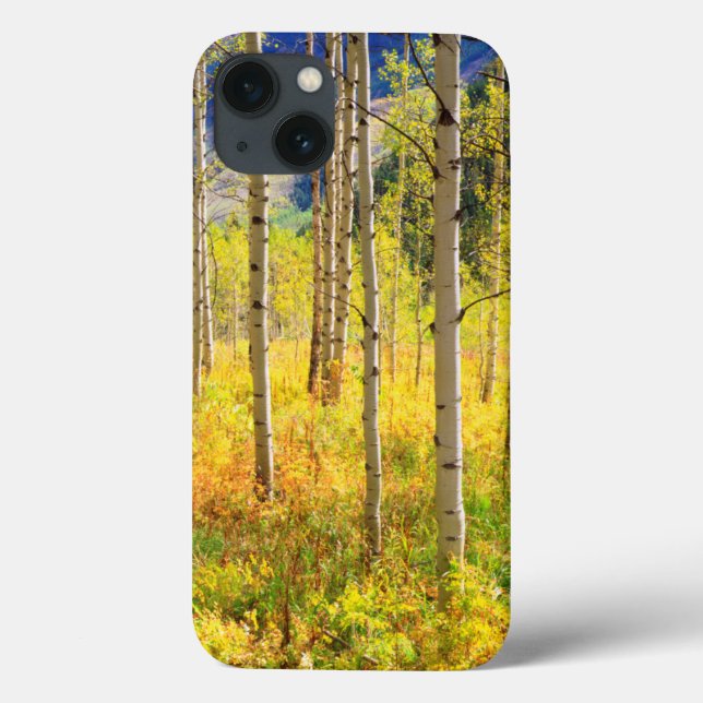 Árvores de Aspen no Outono nas Montanhas Rochosas (Verso)