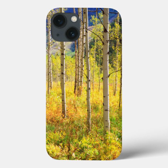 Árvores de Aspen no Outono nas Montanhas Rochosas (Verso)