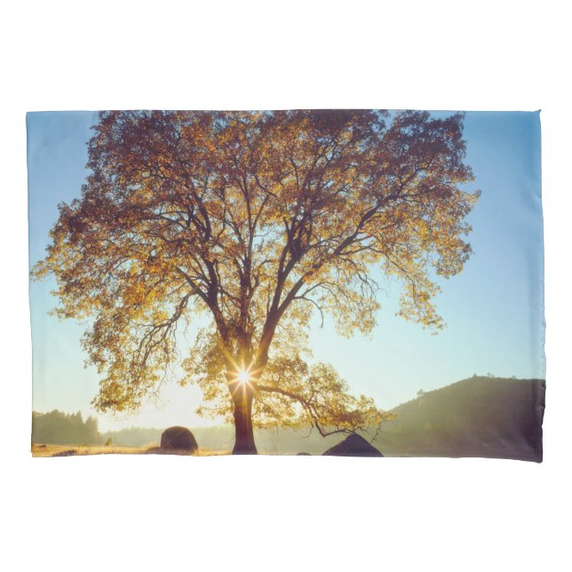 Árvores de Carvalho Preto| Floresta Nacional Cleve (Frente-Esquerda)