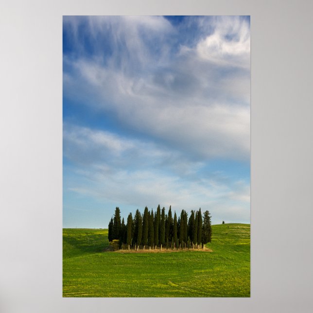 Árvores de cipreste na Toscana poster vertical (Frente)