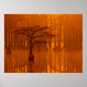 Árvores de Impressão Parque Estadual George Smit