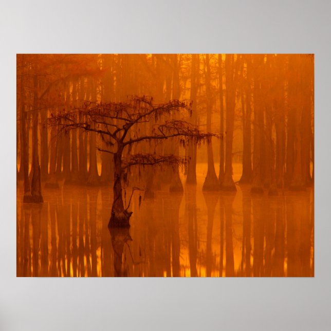 Árvores de Impressão | Parque Estadual George Smit (Frente)